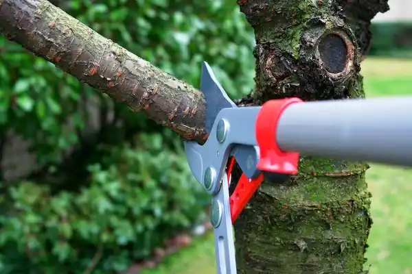 tree services Boquerón